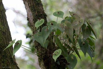 Pleurothallis phyllocardia, photographed by Ken-ichi Ueda