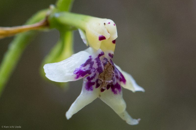Epidendrum piliferum, photographed by Ken-ichi Ueda