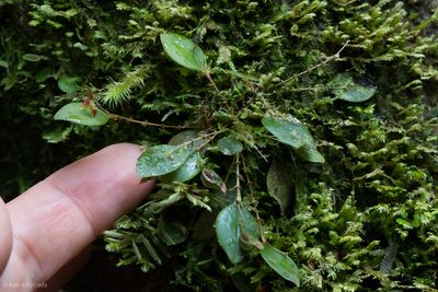 Lepanthes monteverdensis, photographed by Ken-ichi Ueda
