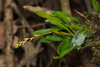Specklinia costaricensis, photographed by Ken-ichi Ueda