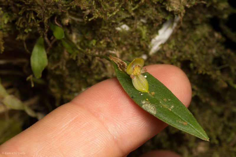 Pleurothallis dorotheae, photographed by Ken-ichi Ueda