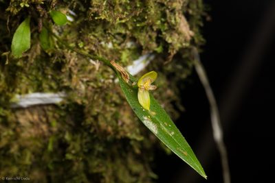 Pleurothallis dorotheae, photographed by Ken-ichi Ueda
