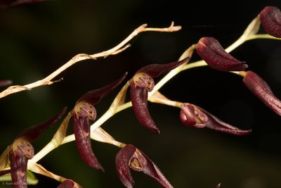 Stelis megachlamys, photographed by Ken-ichi Ueda