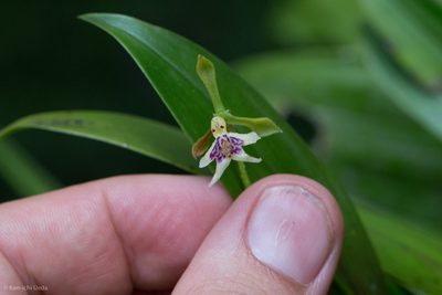 Epidendrum piliferum, photographed by Ken-ichi Ueda