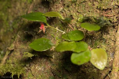 Lepanthes mentosa, photographed by Ken-ichi Ueda
