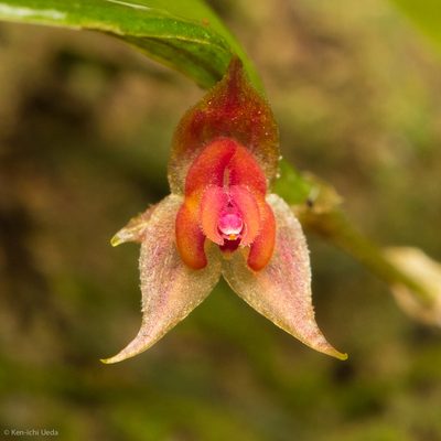 Lepanthes mentosa, photographed by Ken-ichi Ueda