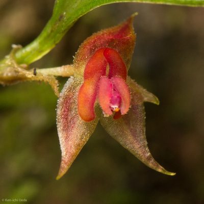 Lepanthes mentosa, photographed by Ken-ichi Ueda