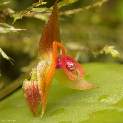 Lepanthes monteverdensis, photographed by Ken-ichi Ueda