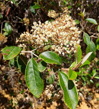 Pomaderris hamiltonii, photographed by Peter de Lange