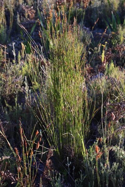 Thamnochortus gracilis, photographed by Tony Rebelo