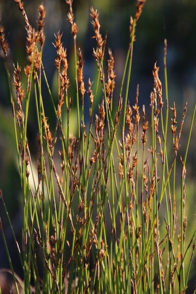 Thamnochortus gracilis, photographed by Tony Rebelo