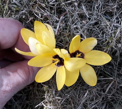 Ixia fuscocitrina, photographed by Peter de Lange