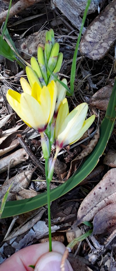Ixia fuscocitrina, photographed by Peter de Lange