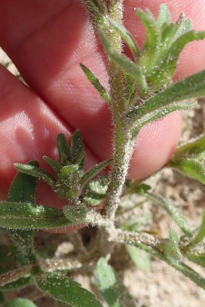 Zaluzianskya parviflora, photographed by Peter Warren
