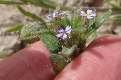 Zaluzianskya parviflora, photographed by Peter Warren