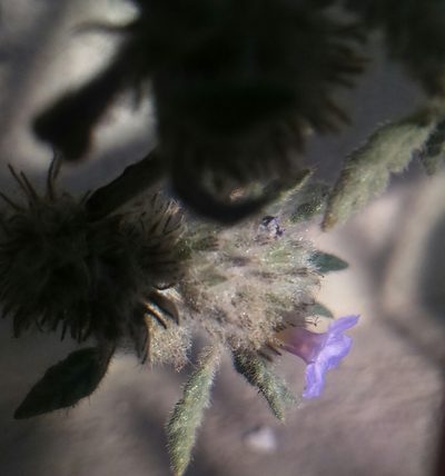 Tiquilia elongata, photographed by cstobie