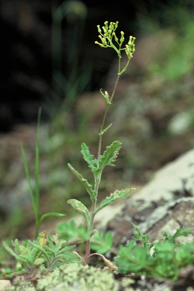 Senecio scaberulus, photographed by Peter de Lange