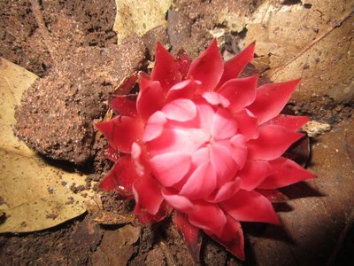 Thonningia sanguinea, photographed by Sunday Berlioz KAKPO