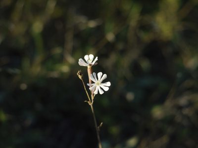 Silene bupleuroides, photographed by Roman
