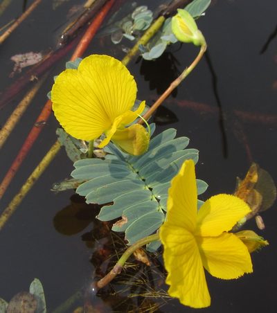 Aeschynomene fluitans, photographed by Robert Taylor