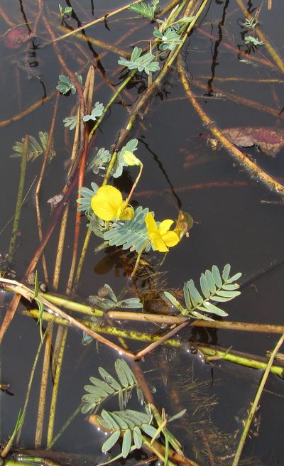 Aeschynomene fluitans, photographed by Robert Taylor