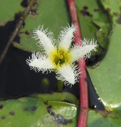 Nymphoides senegalensis, photographed by Robert Taylor