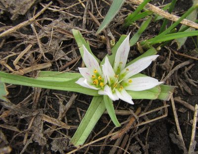 Colchicum roseum, photographed by Robert Taylor