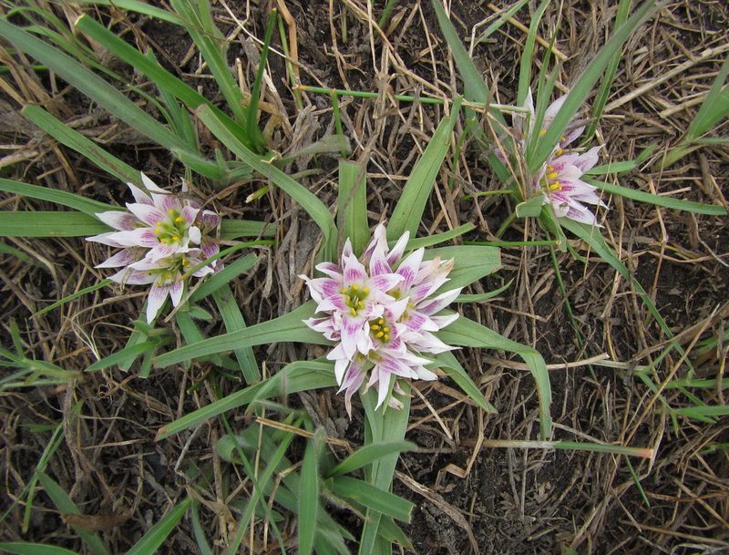 Colchicum roseum, photographed by Robert Taylor