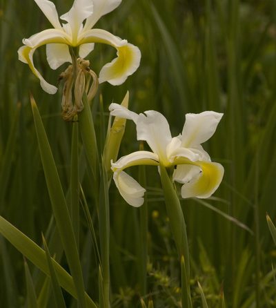 Iris orientalis, photographed by Nicolas Olejnik