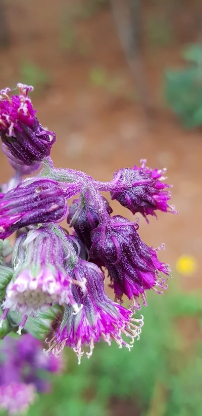 Senecio conzattii, photographed by Eugenio Padilla