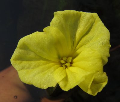 Ottelia ulvifolia, photographed by Robert Taylor