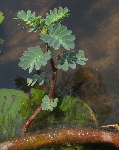 Aeschynomene fluitans, photographed by Robert Taylor