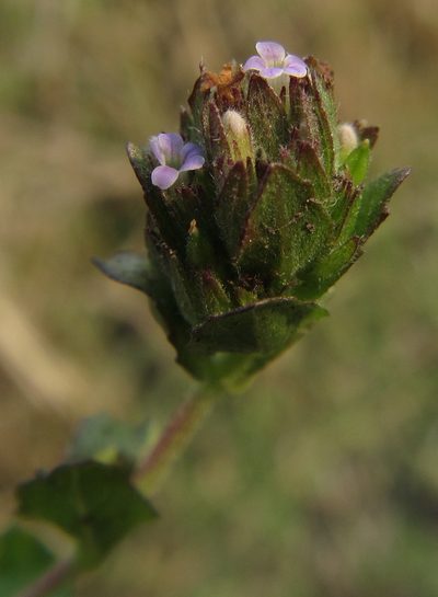 Hygrophila abyssinica, photographed by Robert Taylor