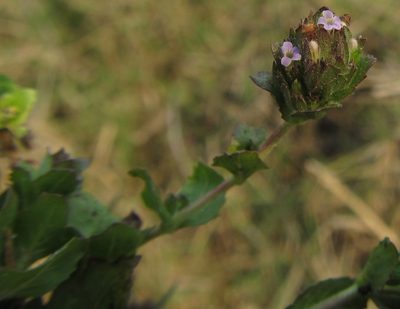 Hygrophila abyssinica, photographed by Robert Taylor