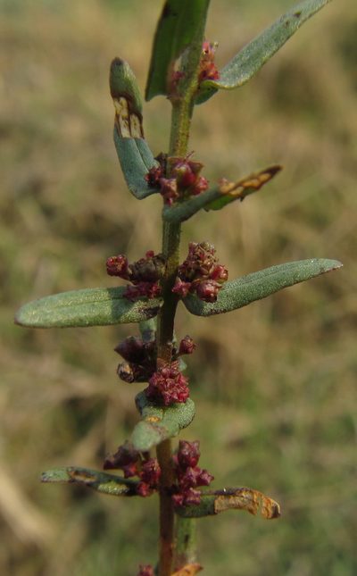 Ammannia prieuriana, photographed by Robert Taylor