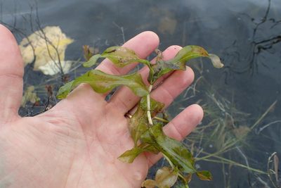 Potamogeton praelongus, photographed by Matt Bowser