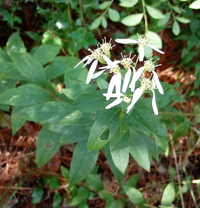 Doellingeria sericocarpoides, photographed by Lauren McLaurin