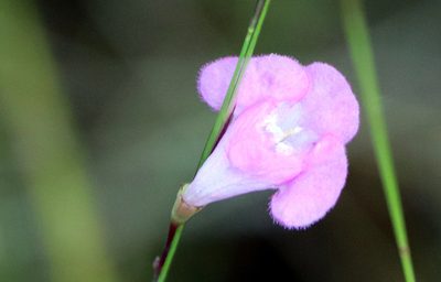 Agalinis filicaulis, photographed by Lauren McLaurin
