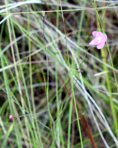 Agalinis filicaulis, photographed by Lauren McLaurin