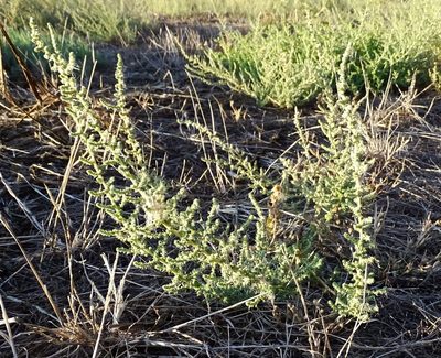 Bassia hyssopifolia, photographed by Jesse Rorabaugh