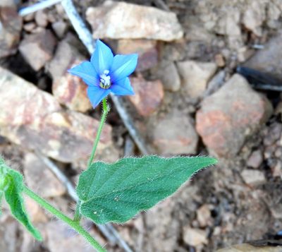 Jacquemontia evolvuloides, photographed by Francisco Farriols Sarabia