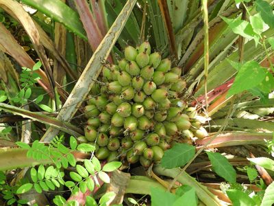 Bromelia hemispherica, photographed by Francisco Farriols Sarabia