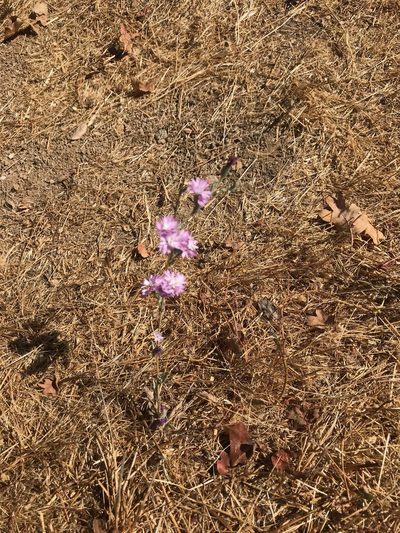 Lessingia hololeuca, photographed by Bob Dodge