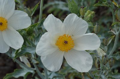 Argemone glauca, photographed by David Anderson