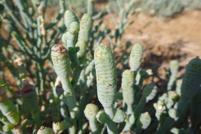 Tecticornia australasica, photographed by coenobita