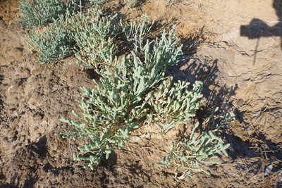 Tecticornia australasica, photographed by coenobita