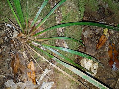Libertia flaccidifolia, photographed by Peter de Lange