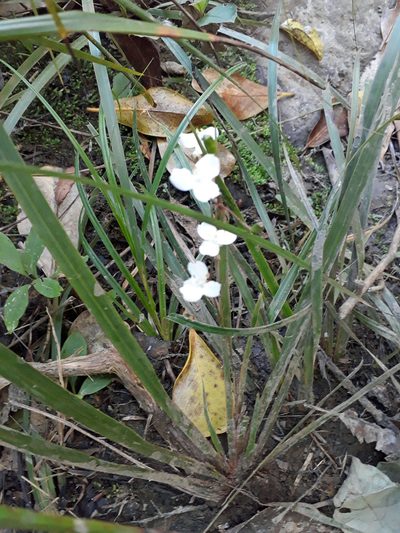 Libertia flaccidifolia, photographed by Peter de Lange