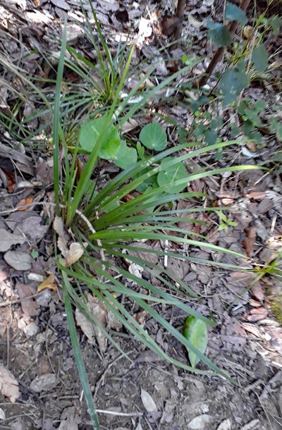 Libertia flaccidifolia, photographed by Peter de Lange