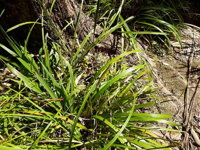 Libertia flaccidifolia, photographed by Peter de Lange